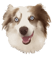 Australian Shepherd Blogger Sticker by Carlyle Thornton