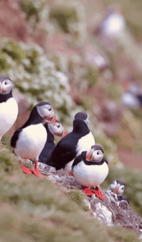 stainless13 giphygifmaker giphygifmakermobile puffin puffins GIF