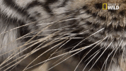 savage kingdom big cat week GIF by Nat Geo Wild 