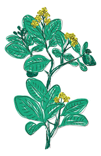 yerbaverdeflor flower flowers argentina flores Sticker