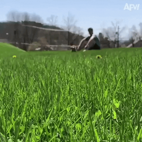 Dog Running Into Each Other GIF by America's Funniest Home Videos