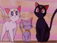 sailor moon cat GIF
