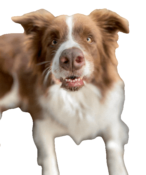 kombordersnaestrada giphyupload giphycreatortest komborders roykim Sticker