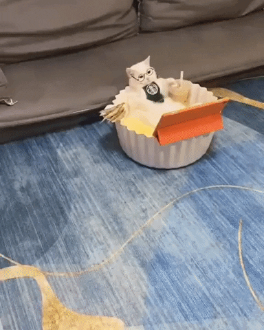 cuteanimalland giphyupload GIF