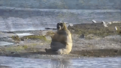 w131313 giphygifmaker bear holly scratching GIF