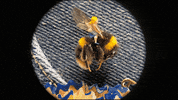 bee dot GIF by Aardman Animations