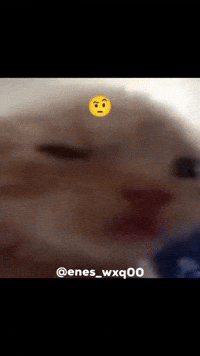 Cat Kitty GIF