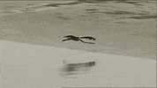 Beach Fly GIF by U.S. Fish and Wildlife Service