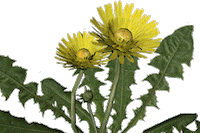 flower mlecz Sticker by polska3d