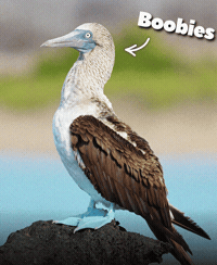 Blue-Footed Booby Rock GIF