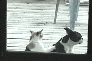 boston terrier cat massage GIF by Rover.com