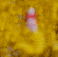 bielerwines wine bandit cabernet merlot GIF