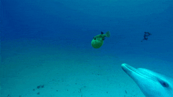 spy in the wild cute animals GIF by ThirteenWNET