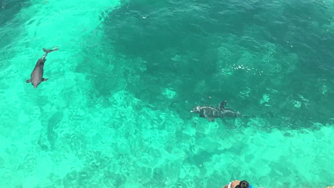 GIF by Dolphin Discovery