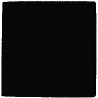 Polar Bear Shades GIF by Ozzy Bear Originals