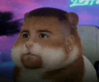 Guinea Pig Streamer GIF