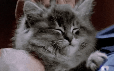 TRENDSGIF giphyupload cat relax GIF
