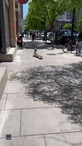 Pug Spotted Riding Skateboard on DC Sidewalk