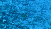 Octopus Cyanea Fish GIF by OctoNation® The Largest Octopus Fan Club!