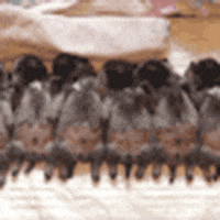jul GIF