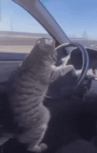 Driver Funny Cat GIF