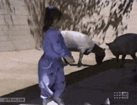 GIF by Random Goat