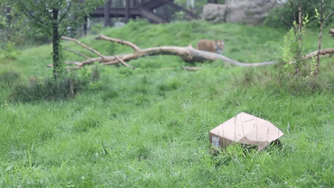 zooknoxville giphygifmaker tiger gotcha nailed it GIF