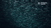 Open Sea School GIF by Monterey Bay Aquarium