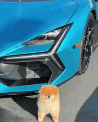 Happy Dog Kroshka GIF