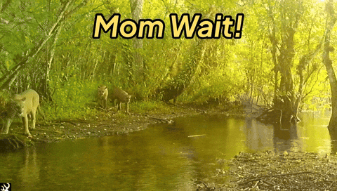 Jumping Catch Up GIF by U.S. Fish and Wildlife Service