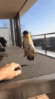 post gif