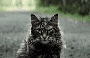 Pet Sematary Cat GIF Pet Sematary Cat GIF