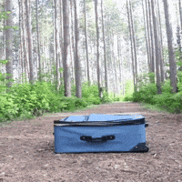 Dog Travel GIF