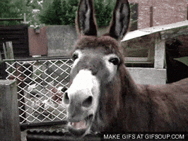 donkey GIF donkey GIF