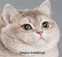 cat Heavy breathing GIF cat Heavy breathing GIF