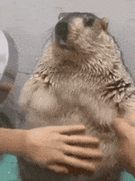 200.gif