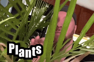 Pittsburgh Pa Flowers GIF by Mike Hitt