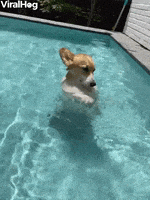 Dog GIF by ViralHog