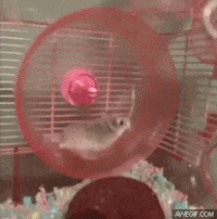 spin hamster GIF