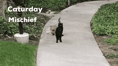 Mischief gif