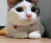 Cat gif