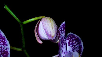 Blooming gif