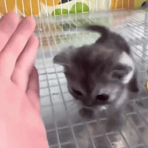 Pets gif