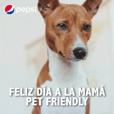 Pet-friendly gif