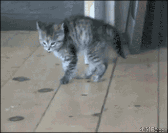 Pets gif
