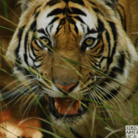 Tiger gif