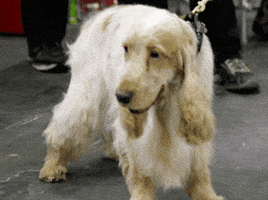 cocker spaniel dog GIF by Westminster Kennel Club