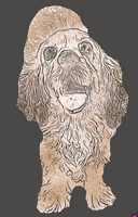 Adopt Me Cocker Spaniel GIF by Camp Cocker Rescue