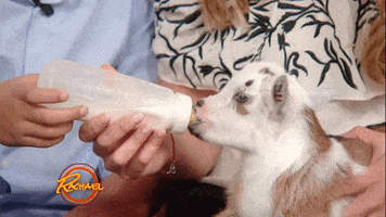 baby animals love GIF by Rachael Ray Show