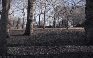 poly forest GIF by sheepfilms